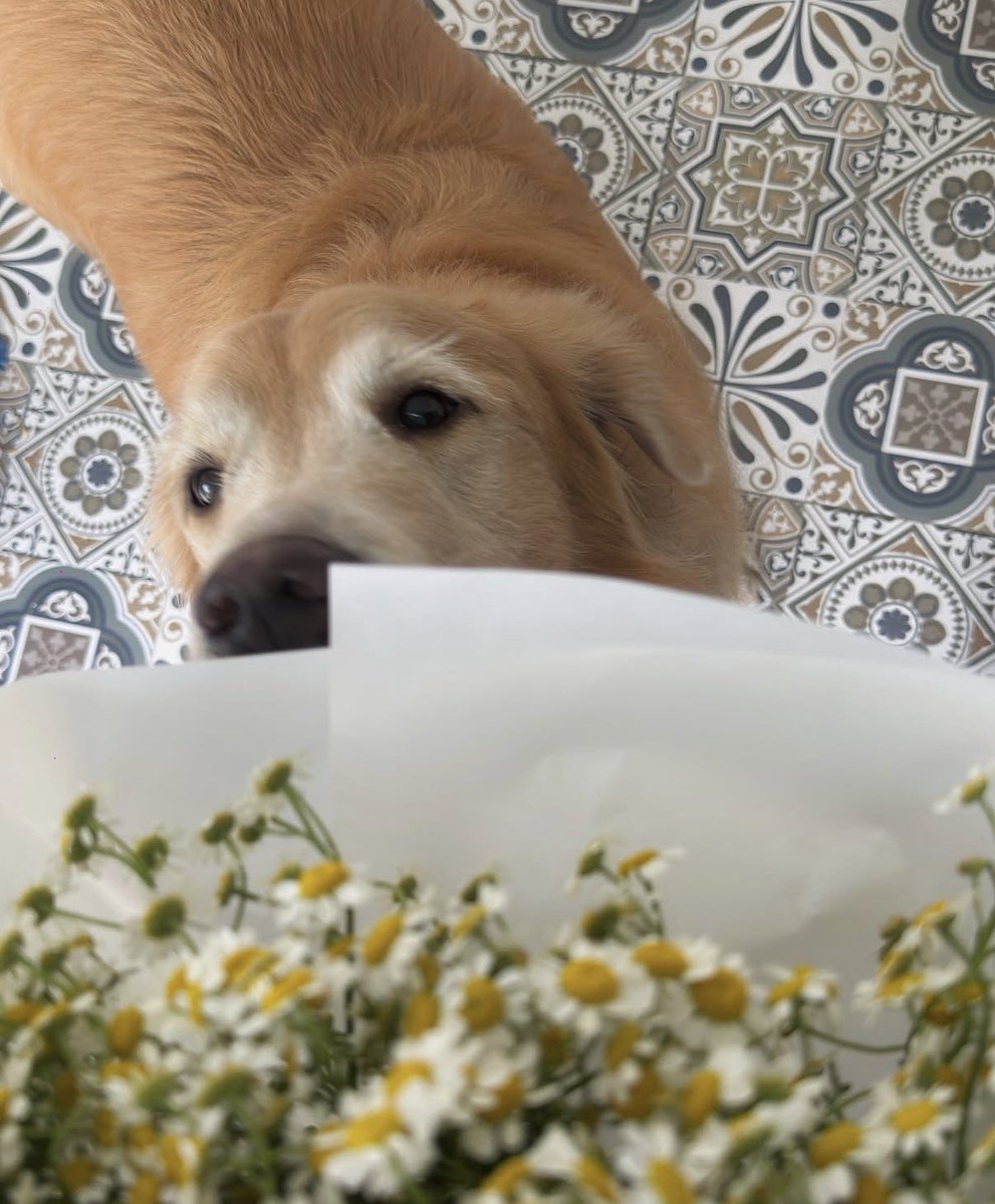 yanwnr's tweet image. แล้วเฮียเอสฮีรักน้องชายฮีมากกกกกก 🐷🤏🏻 ทำแบรนด์เสื้อผ้าก็มีคอลเลคชั่นของ pb โดยเฉพาะ ได้ดอกไม้ก็เอาไปอวดพีบี Merchandise ลูกชายเวสลีย์อันไหนพีบีใส่ได้ก็เอาไปใส่ให้ เอ็นดูเนอะ พีบีทนหน่อยน้าเดี๋ยวพี่เอสก็โตแล้ว 😆