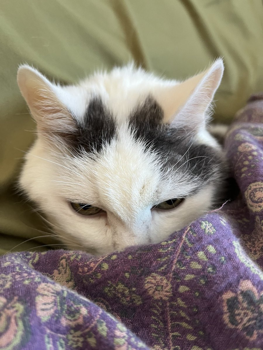 norberg & co tweet media