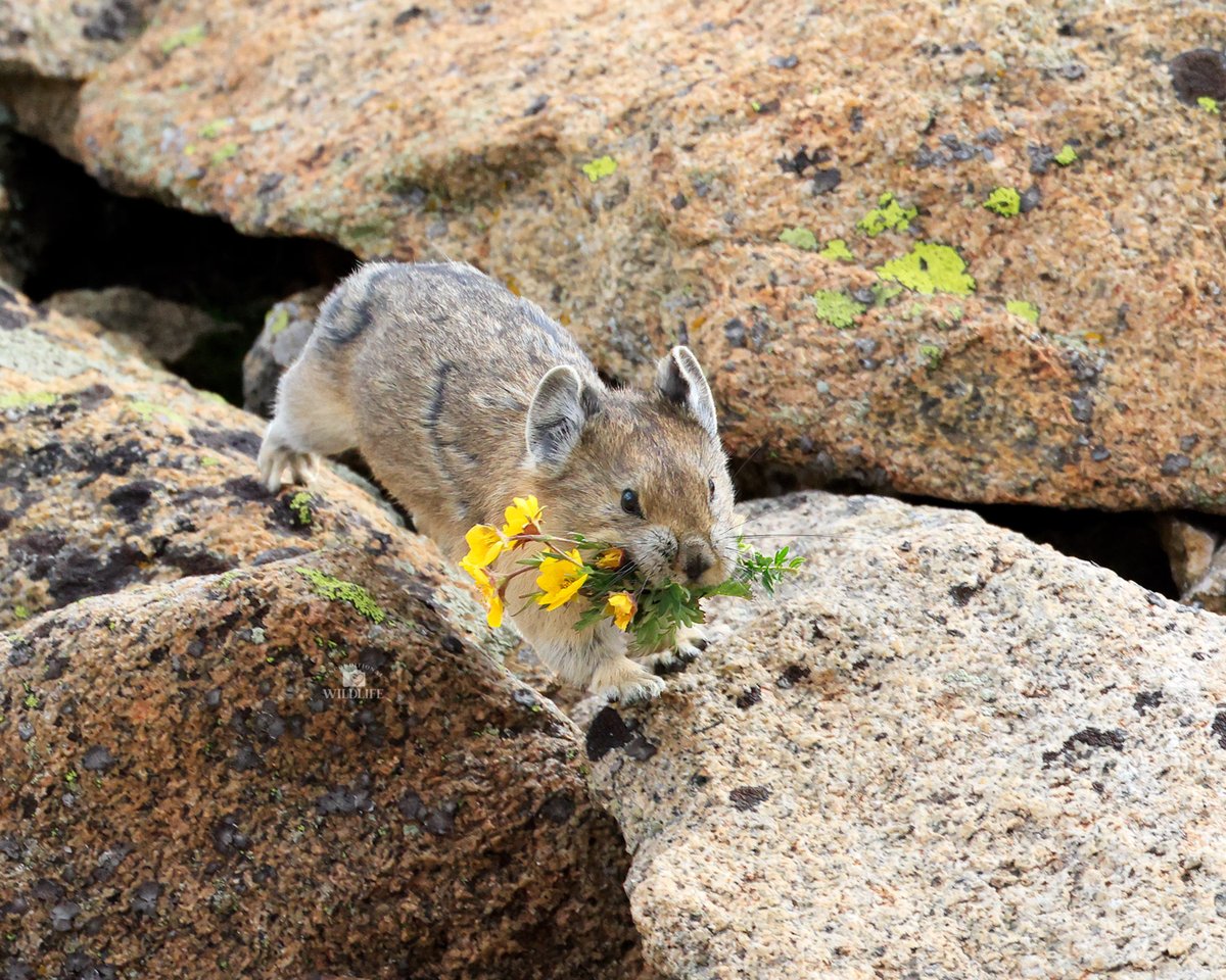 Unconditional Wildlife tweet media