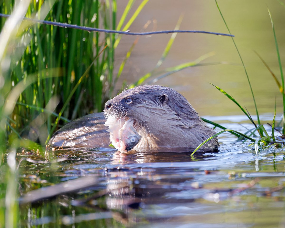 Unconditional Wildlife tweet media