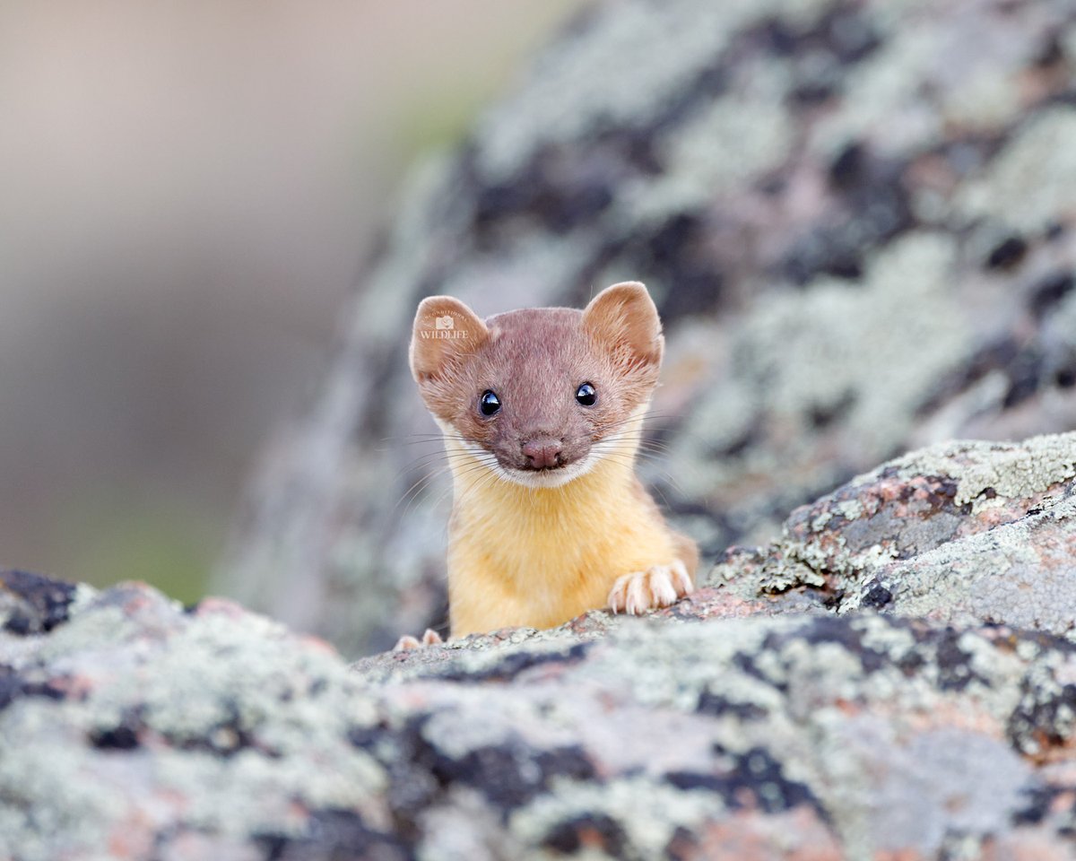 Unconditional Wildlife tweet media