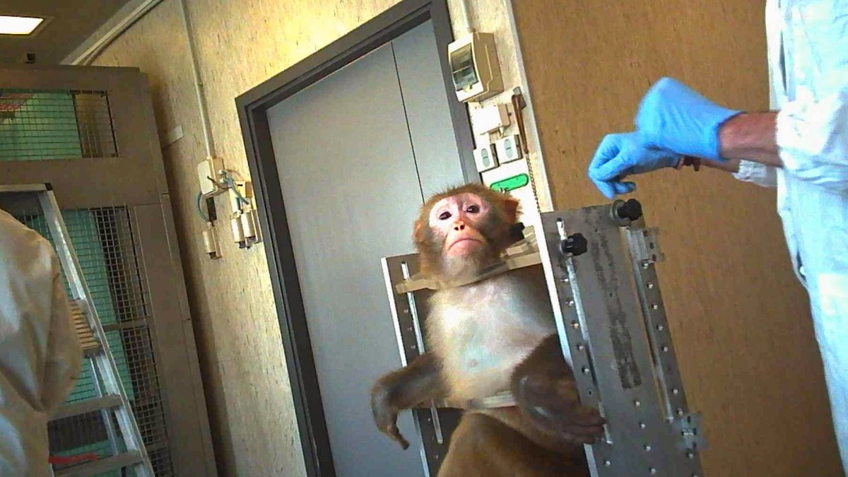 FBB_Officiel's tweet image. 🐒 Expérimentation sur les primates : un inquiétant retour en arrière

31 millions d'euros d'argent public pour tripler l'élevage de singes destinés aux laboratoires. C'est le projet que la France s'apprête à financer.
Depuis 2020, la France utilise plus de la moitié des primates…