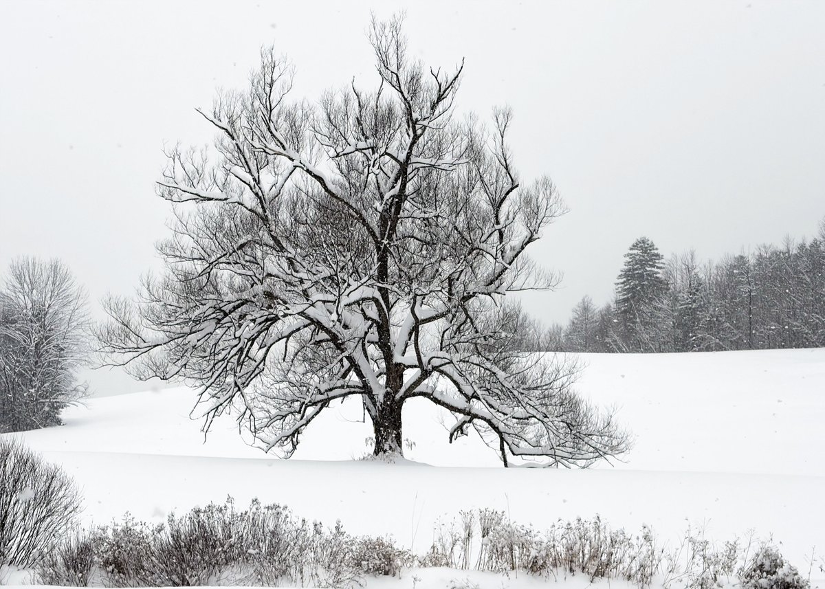 VermontANR's tweet photo. Sometimes the best thing we can do is pause. ❄️ Take a moment to enjoy the quiet of falling snow and breathe in the beauty around us here in Vermont. We invite you to share a glimpse of your moment.
#TakeAMomentVT #ThisIsVT #Snow https://t.co/cR3XVuTyRd