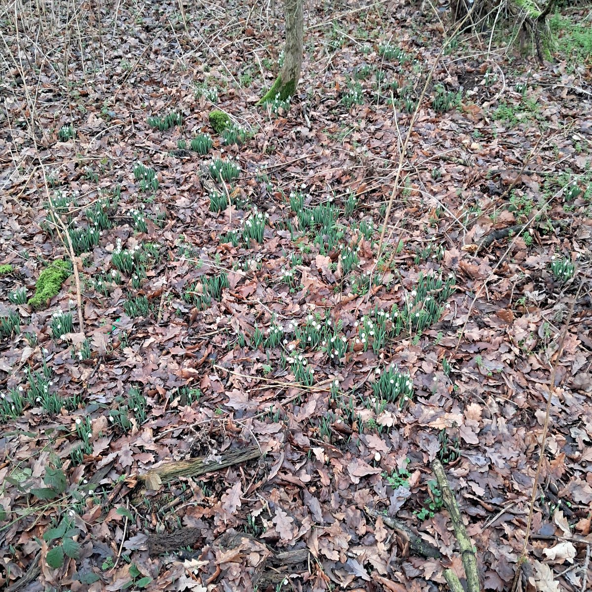 MPattenM's tweet image. First Snowdrops