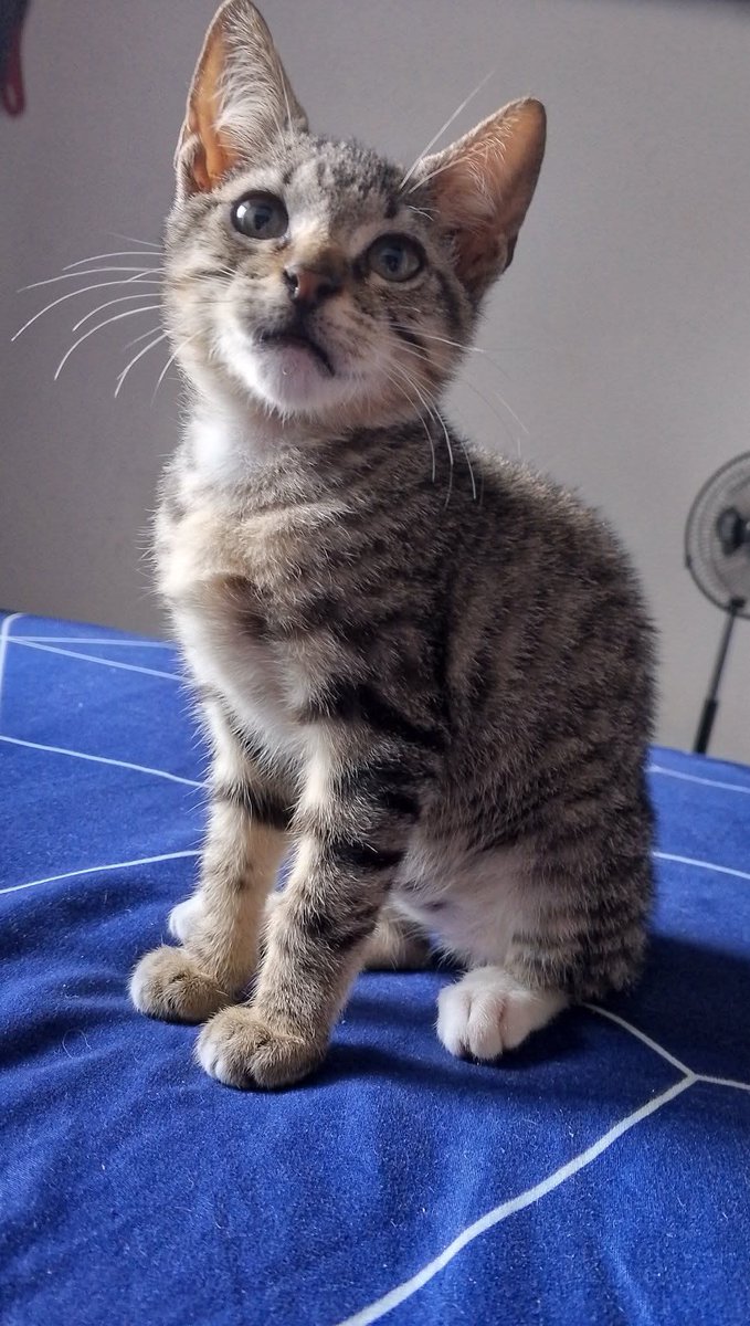 PerroUsuario's tweet photo. Se busca hogar RESPONSABLE y AMOROSO para este Príncipe rescatado💙💙 tiene aproximadamente cuatro meses y medio, ubicado en Caracas 04120725367 https://t.co/OtLUXEOJ0h