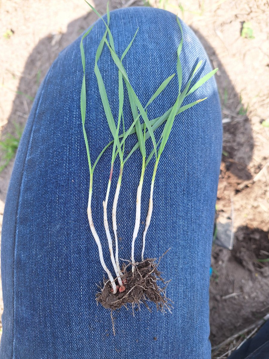 Robyn Gerrard tweet media