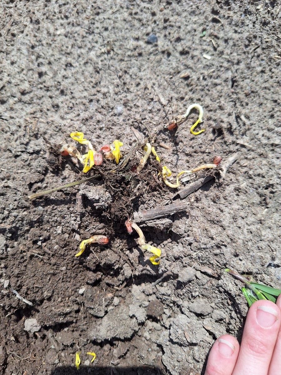 Robyn Gerrard tweet media