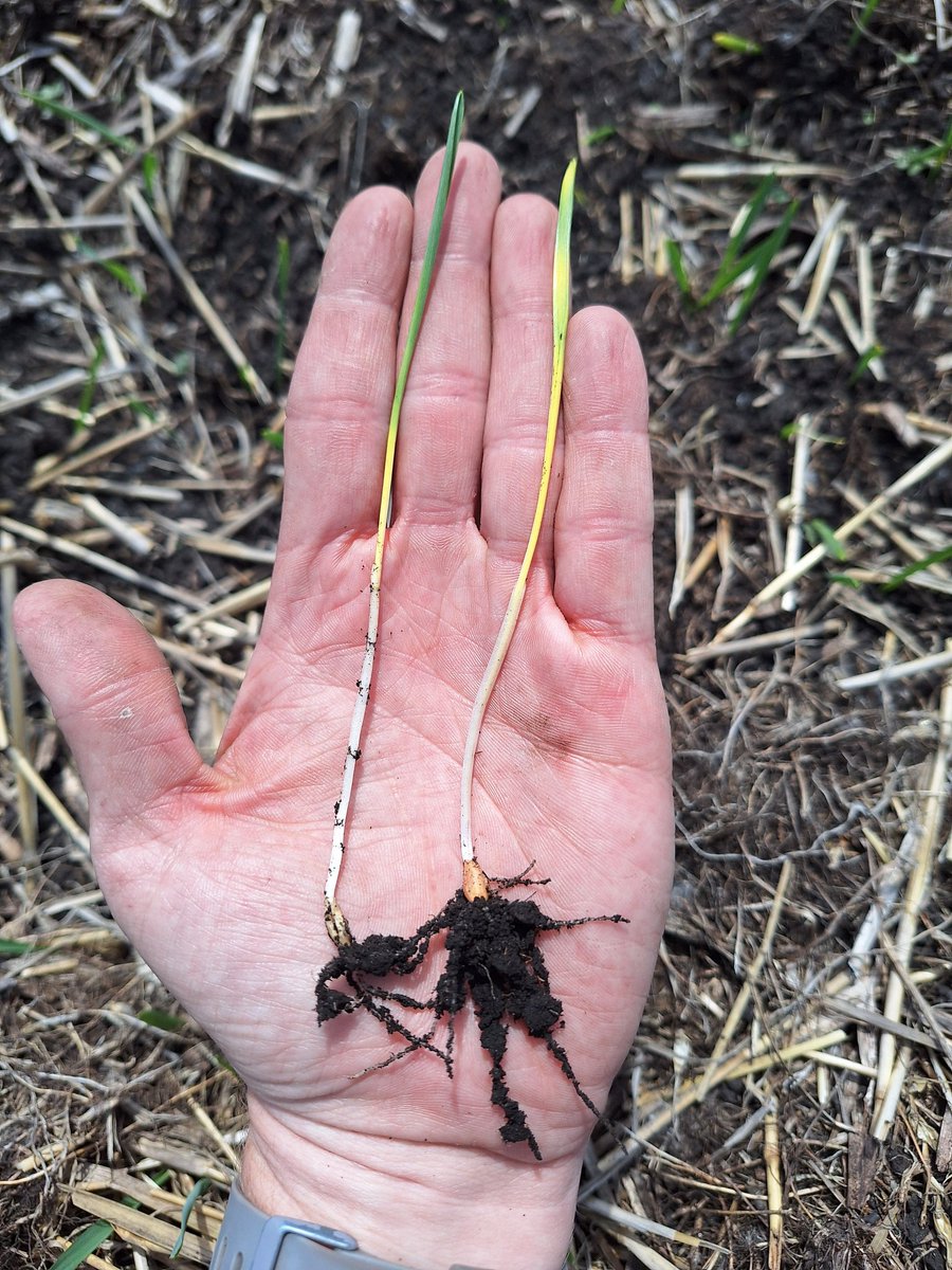 Robyn Gerrard tweet media