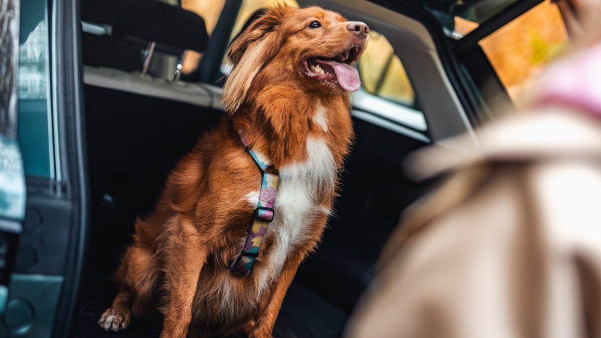 MotoelectroPL's tweet photo. NOWE CENY: JAECOO E5 i OMODA E5! 🇨🇳⚡

⚡️ Cena od 139 900 zł 
⚡️ Moc 211 KM i zasięg do 402 km (WLTP) 
⚡️ Ładowanie 130 kW – od 30% do 80% w 28 minut! 
⚡�� Pierwszy model z certyfikatem pet-friendly

Czy to obecnie najbardziej opłacalny elektryczny SUV na rynku?👇

OMODA E5 🧵 https://t.co/VzbCLe0crM