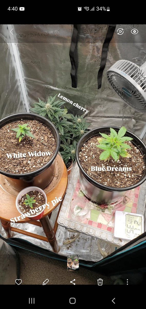 KoldBuds's tweet photo. Patience is the π
#homegrown #firsttimegrower #mycannabisjourney #cannabis #homemedicine #selfmedicate #Connecticut #fastbuds #koldbuds #marshydro https://t.co/h1kRt3o7eW