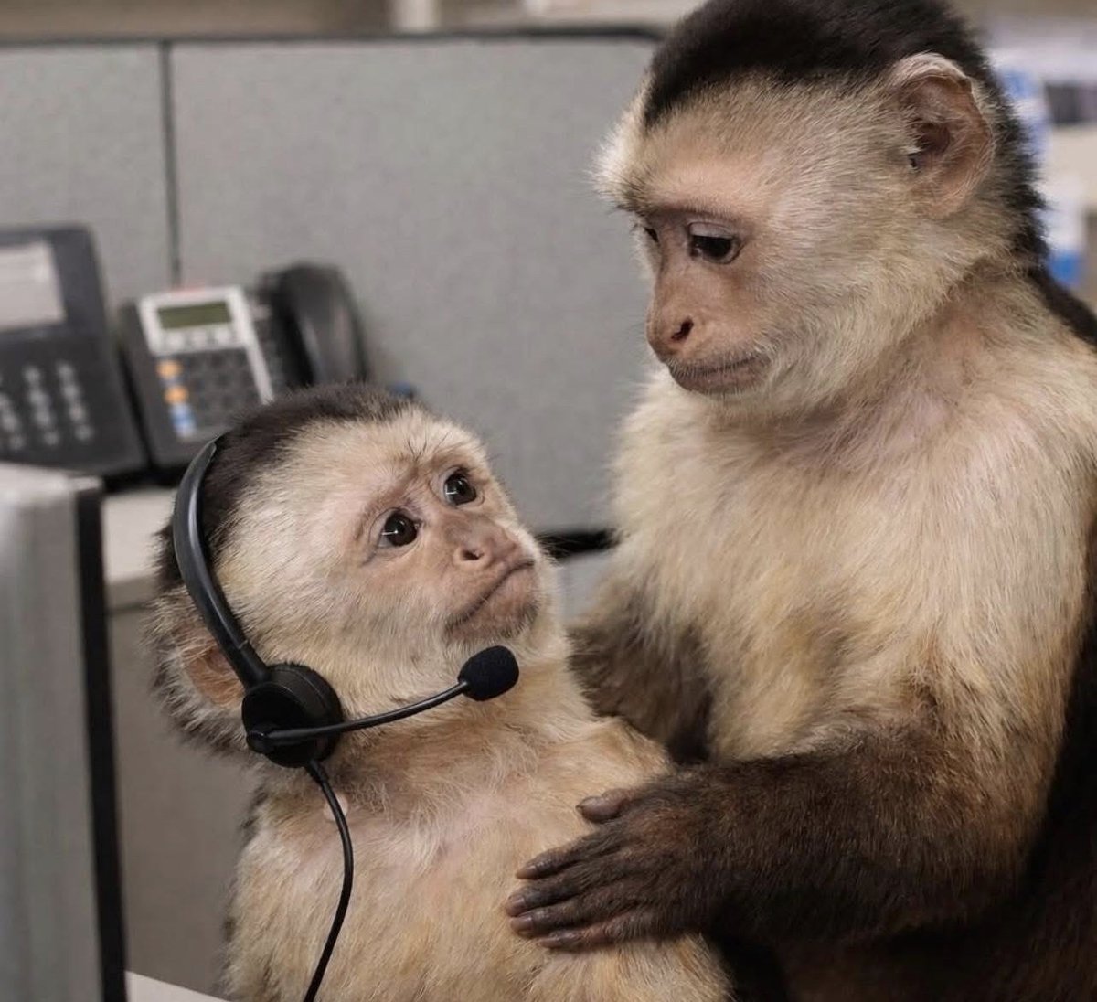 El Guarromántico tweet media