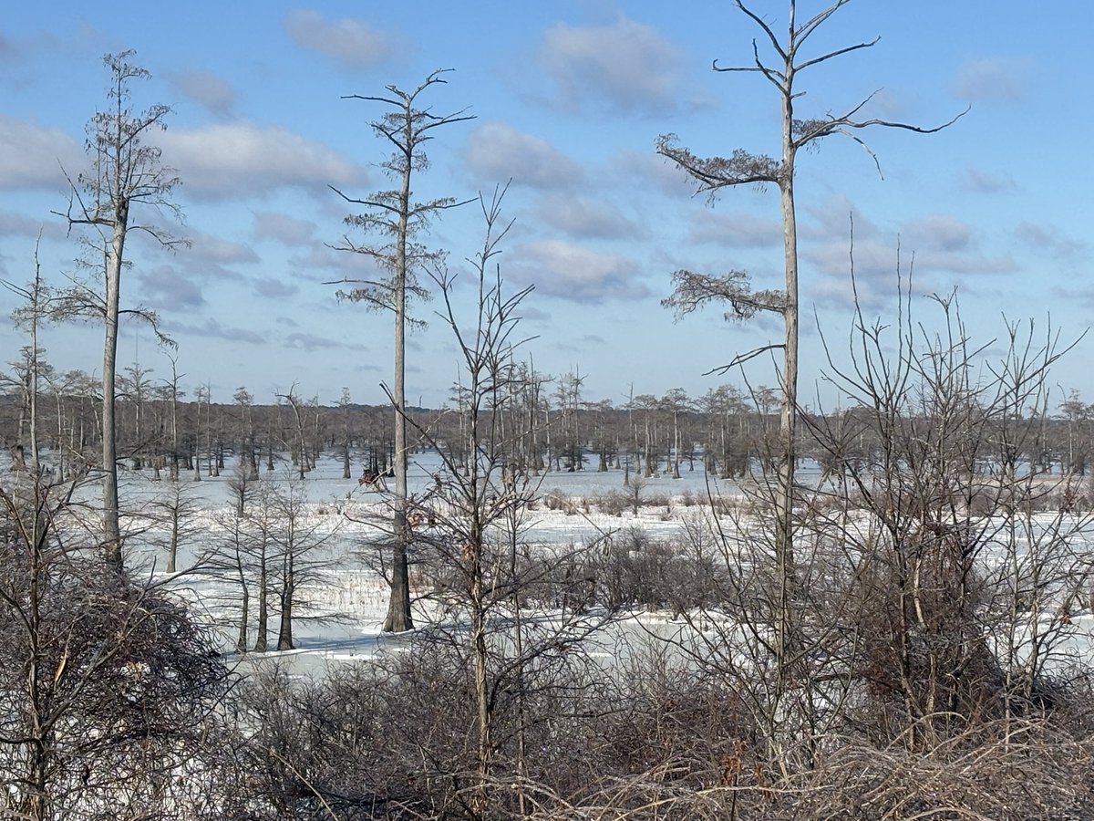 Few pictures of my back yard!