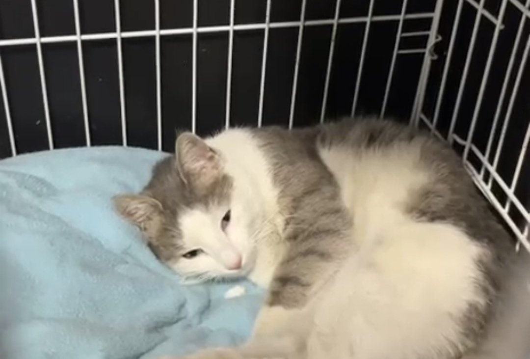 catswithnohope's tweet image. Once Rosey is well enough she will be sterilized. This will prevent a accident instead of waiting till spring when i do TNR
She is showing signs of improvement today
Help is still desperately needed for her
Any amount helps

Paypal.me/catswithnohope