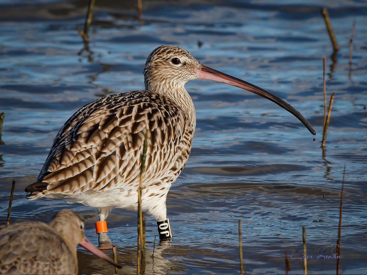 bentos1368's tweet image. Curlew on the Teifi,      stunning birds close up,  from this weeks visit to the Welsh Wildlife Centre , Teifi Marshes at Cilgerran nr Cardigan... 
@_BTO @RSPBCymru #curlew #OM1