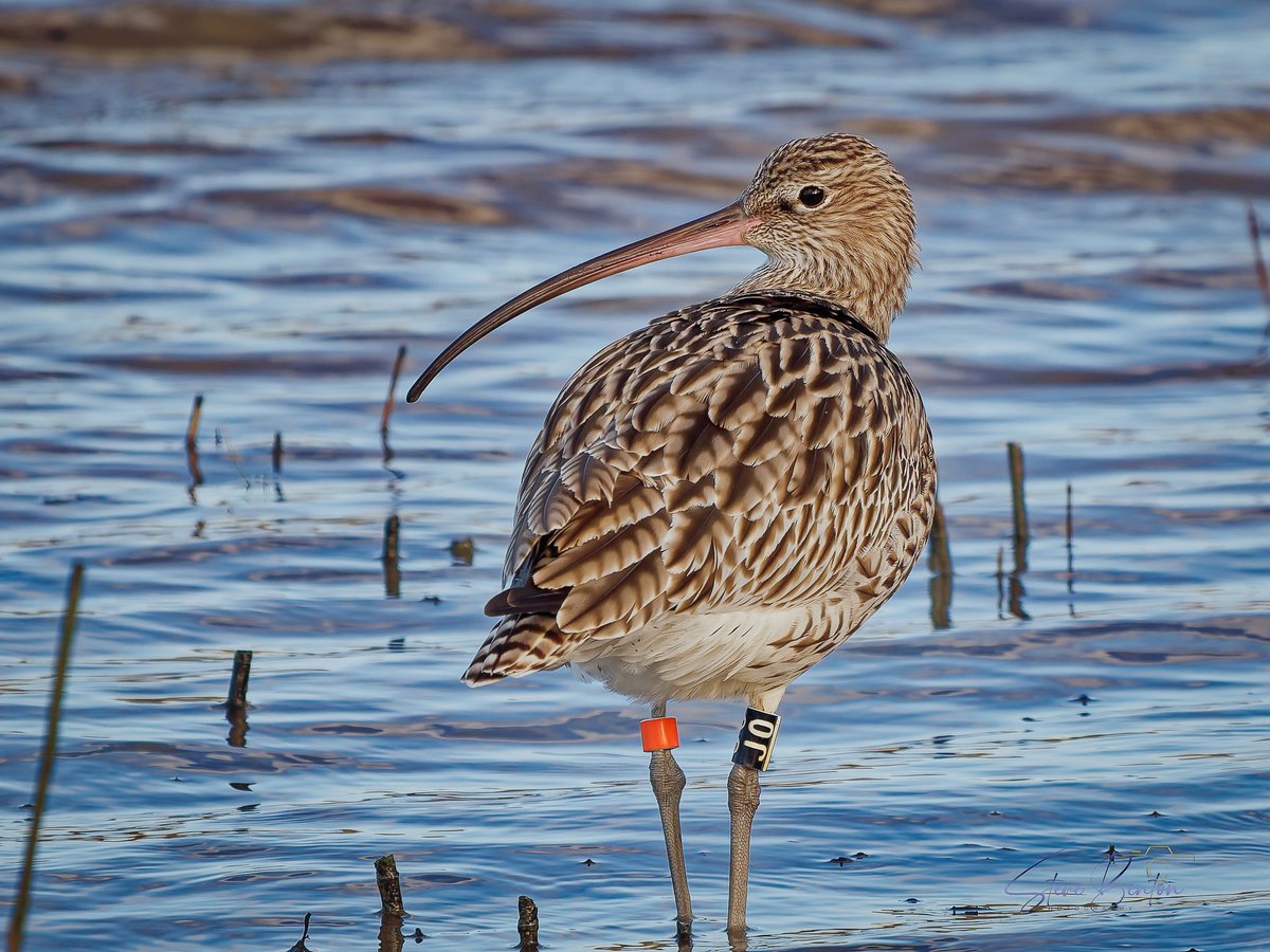 bentos1368's tweet image. Curlew on the Teifi,      stunning birds close up,  from this weeks visit to the Welsh Wildlife Centre , Teifi Marshes at Cilgerran nr Cardigan... 
@_BTO @RSPBCymru #curlew #OM1