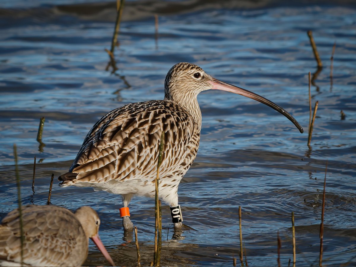 bentos1368's tweet image. Curlew on the Teifi,      stunning birds close up,  from this weeks visit to the Welsh Wildlife Centre , Teifi Marshes at Cilgerran nr Cardigan... 
@_BTO @RSPBCymru #curlew #OM1