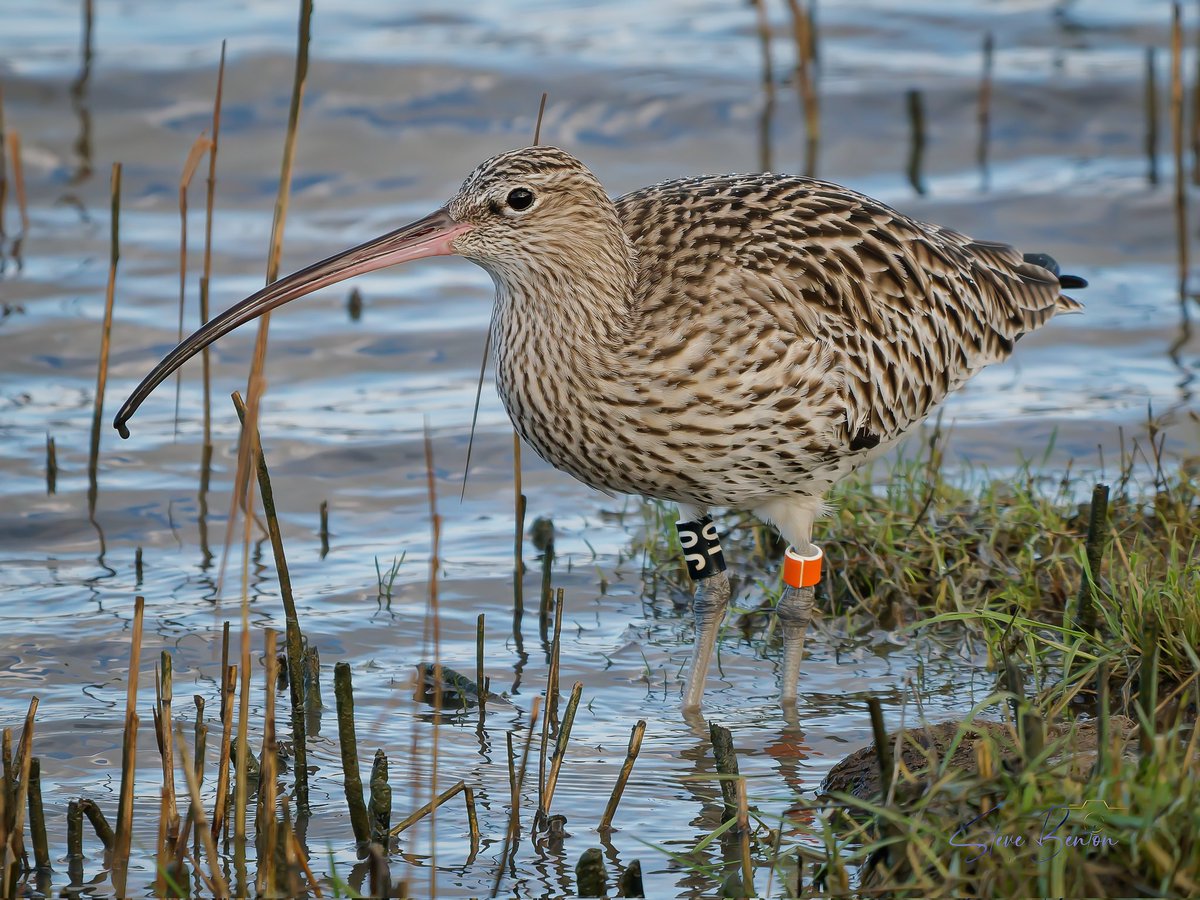 bentos1368's tweet image. Curlew on the Teifi,      stunning birds close up,  from this weeks visit to the Welsh Wildlife Centre , Teifi Marshes at Cilgerran nr Cardigan... 
@_BTO @RSPBCymru #curlew #OM1