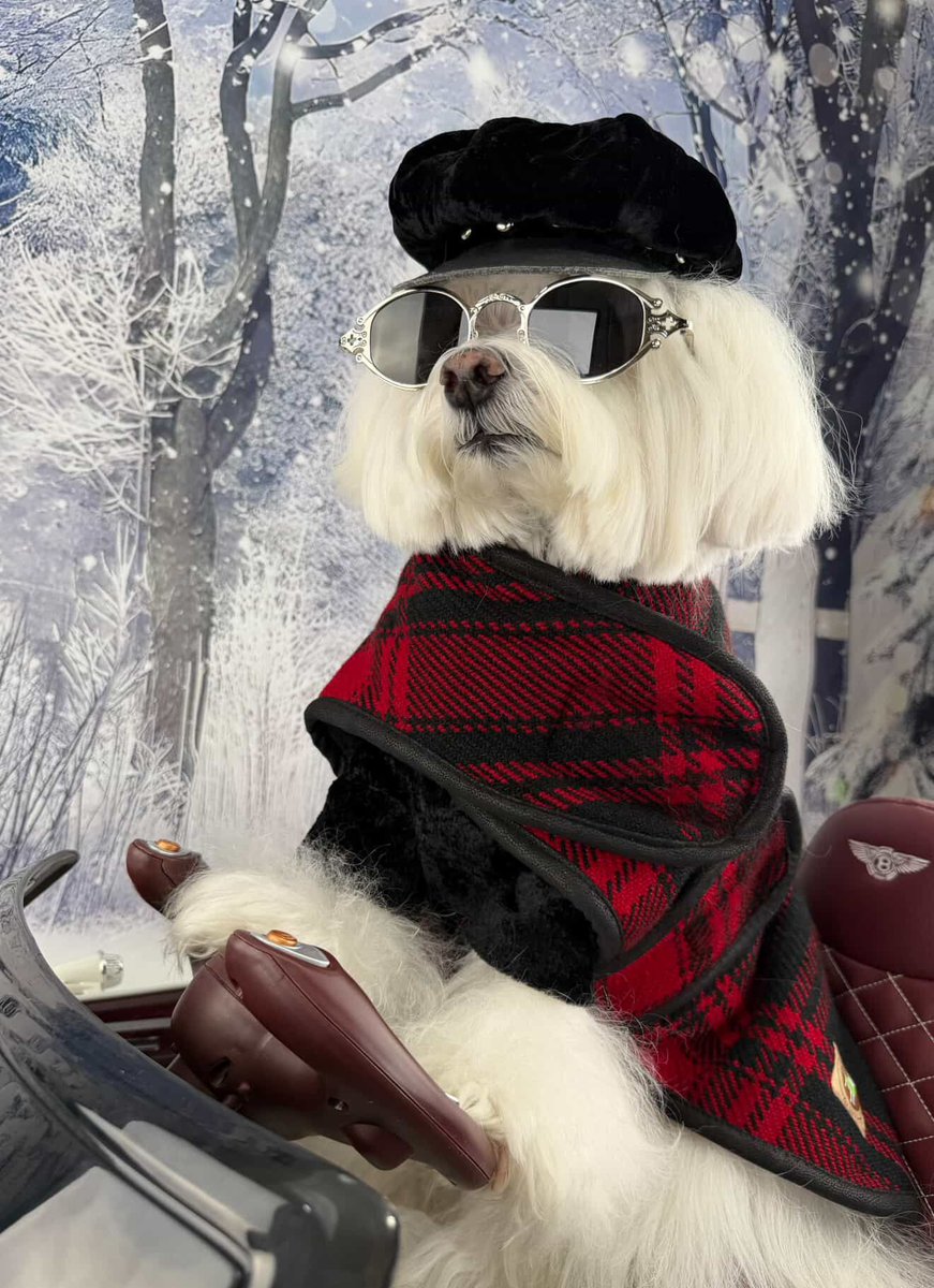 Winter drives, but make them royal ❄️🐾
Prince Louis is staying warm in style with our cozy winter coats—because every pup deserves first-class comfort all season long 👑✨

Shop Now:
💻poshpuppyboutique.com

#PoshPuppyBoutique #Doglover #DogBoutique