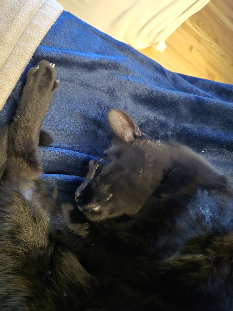 BruceInMich's tweet image. Lol...poor Romeo. He came up to me to sniff my hand and I had static electricity built up. He got a huge shock. Now, he's sleeping it off.