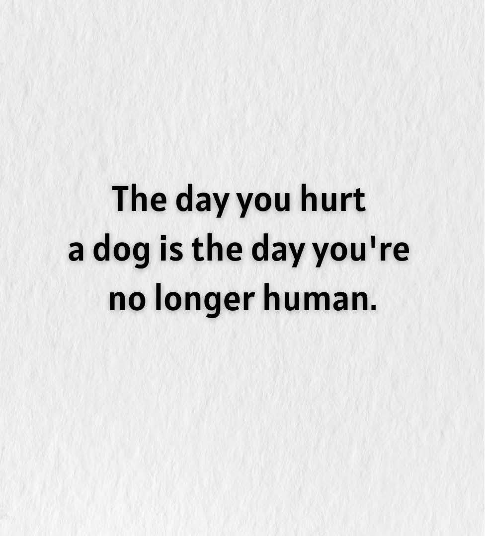 HeckinGoodDogs's tweet image. 