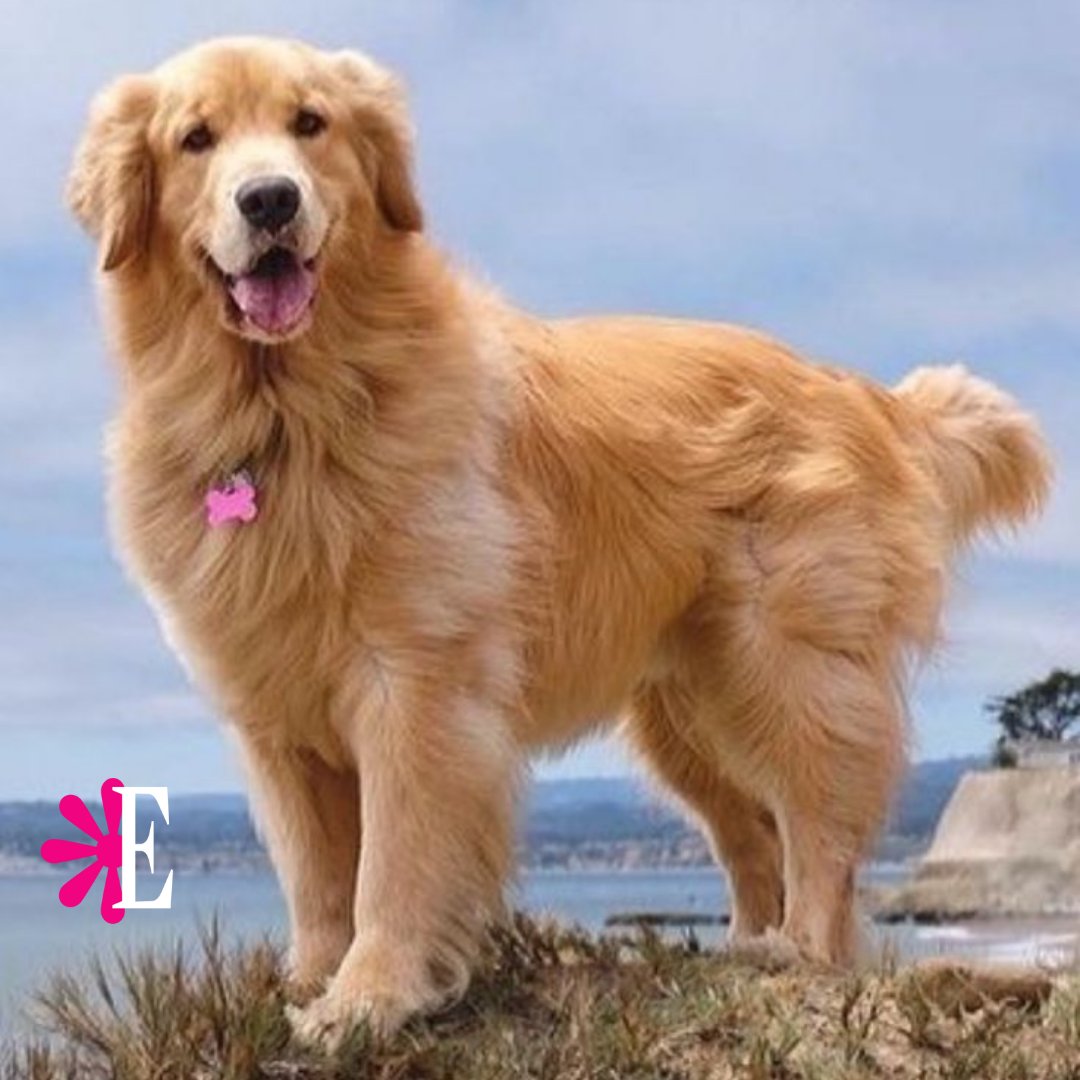 Estampas's tweet image. #Estampas | Los perros regulan su temperatura principalmente a través del jadeo y las almohadillas de sus patas. Por eso, en días de calor:

Nunca los pasees en horas pico
Agua fresca siempre disponible.
Moja su cabeza y pecho si lo ves muy agitado.
 #Mascotas