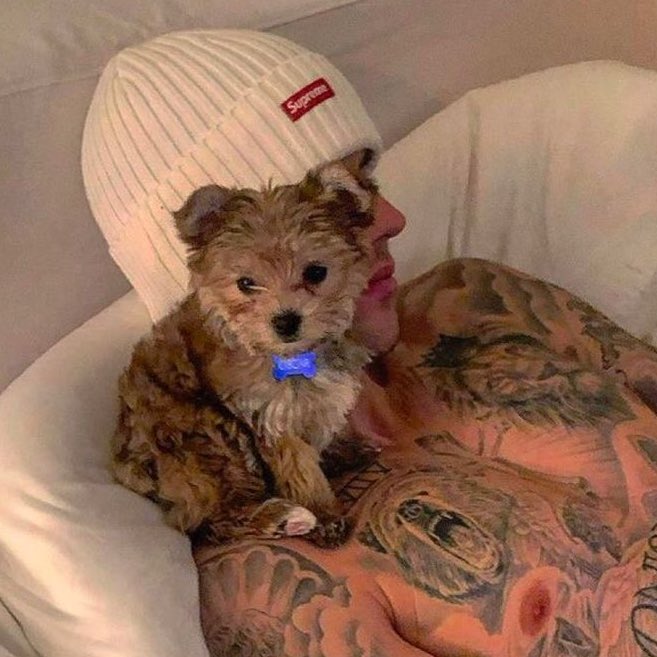 biebernovidade's tweet photo. Um cachorro comunitário foi vítima de uma violência absurda e covarde em Florianópolis. Orelha não representava perigo, era conhecido e indefeso.

Silêncio também é conivência. Que esse crime não seja ignorado.

Justiça precisa ser feita.
#JustiçaPorOrelha https://t.co/GlkbMeV8r4
