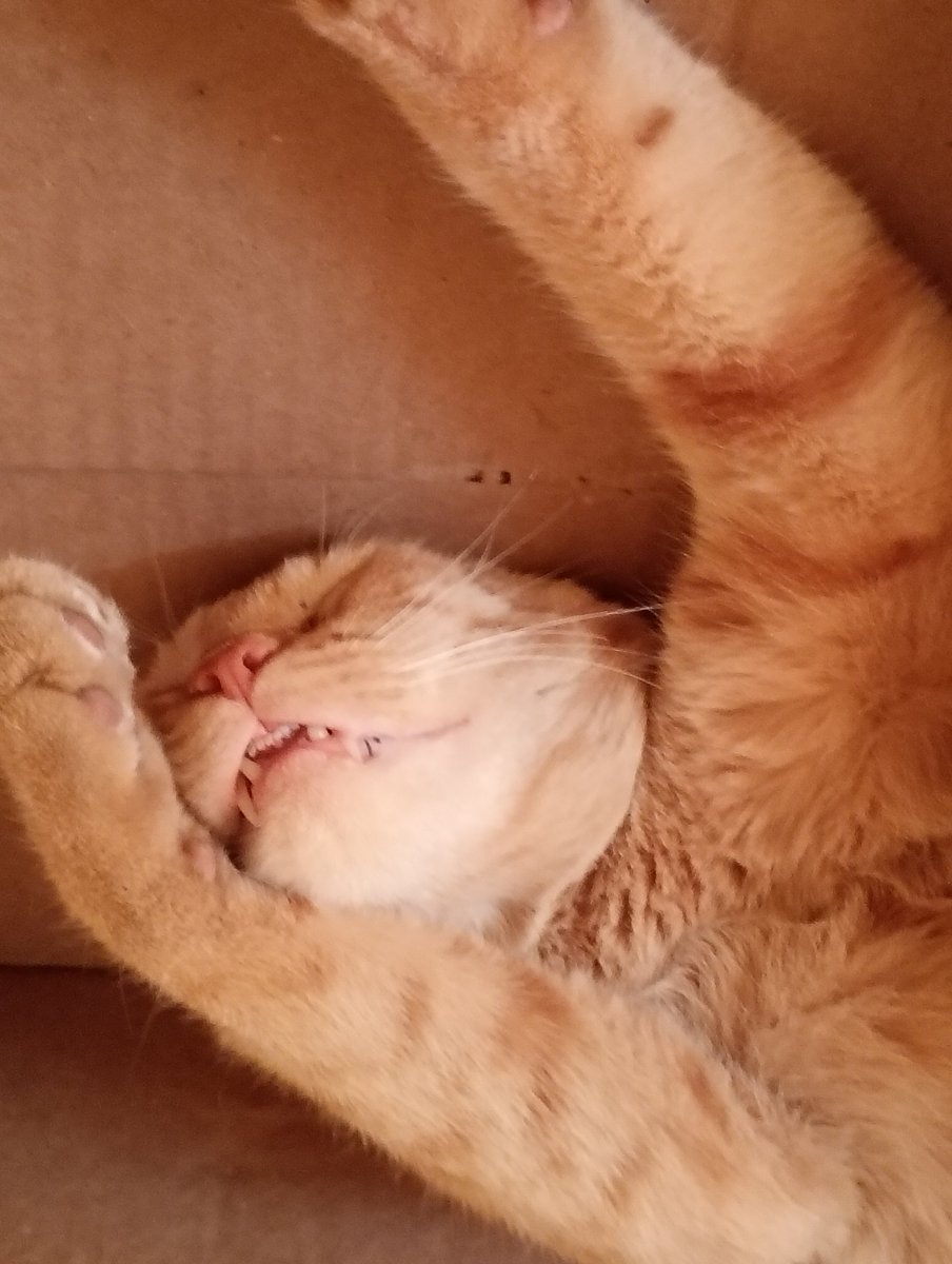 traeloaball's tweet photo. Este es mí vecino y secuestrador.  Viene todos los días, toma yogurt natural, come sus comiditas de gato, toma agua, pide mimos, juega y se va a su cajita de cartón a clavar siestas de 6, 7 horas. Se levanta y se va a su casa. Lo denunciaría pero ni siquiera sé cómo se llama. https://t.co/isB56USEb7