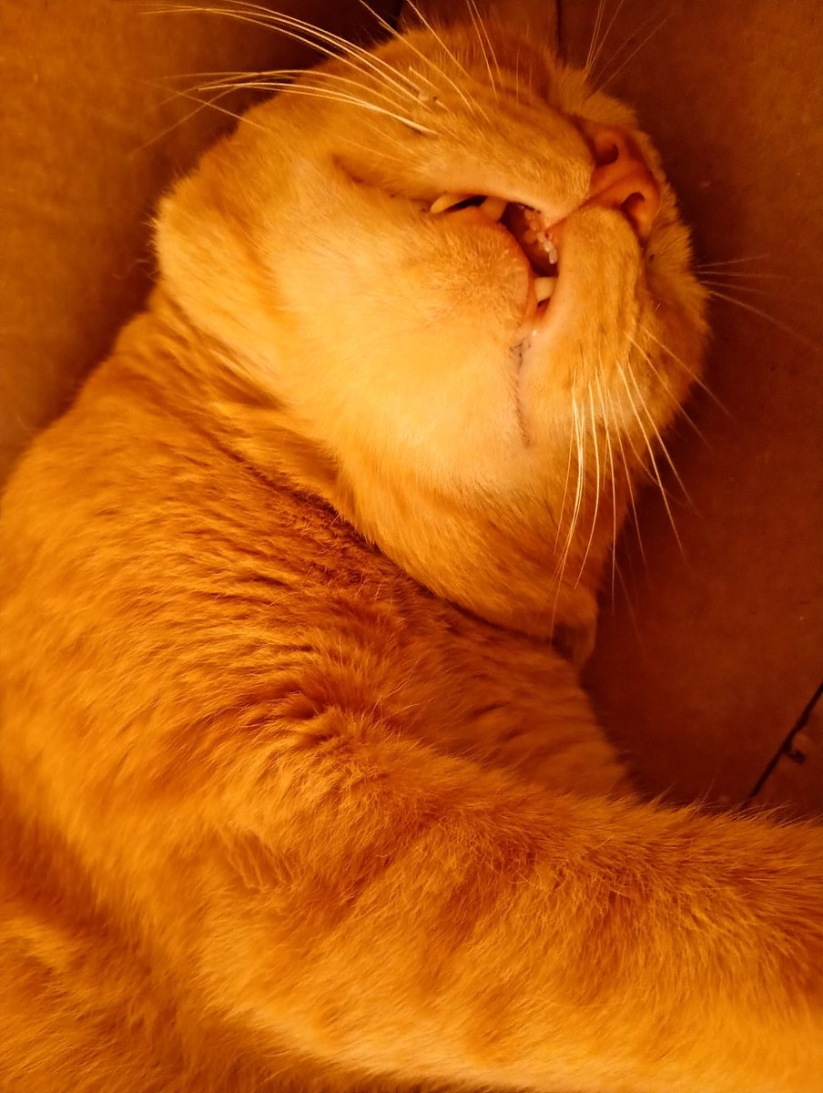 traeloaball's tweet photo. Este es mí vecino y secuestrador.  Viene todos los días, toma yogurt natural, come sus comiditas de gato, toma agua, pide mimos, juega y se va a su cajita de cartón a clavar siestas de 6, 7 horas. Se levanta y se va a su casa. Lo denunciaría pero ni siquiera sé cómo se llama. https://t.co/isB56USEb7