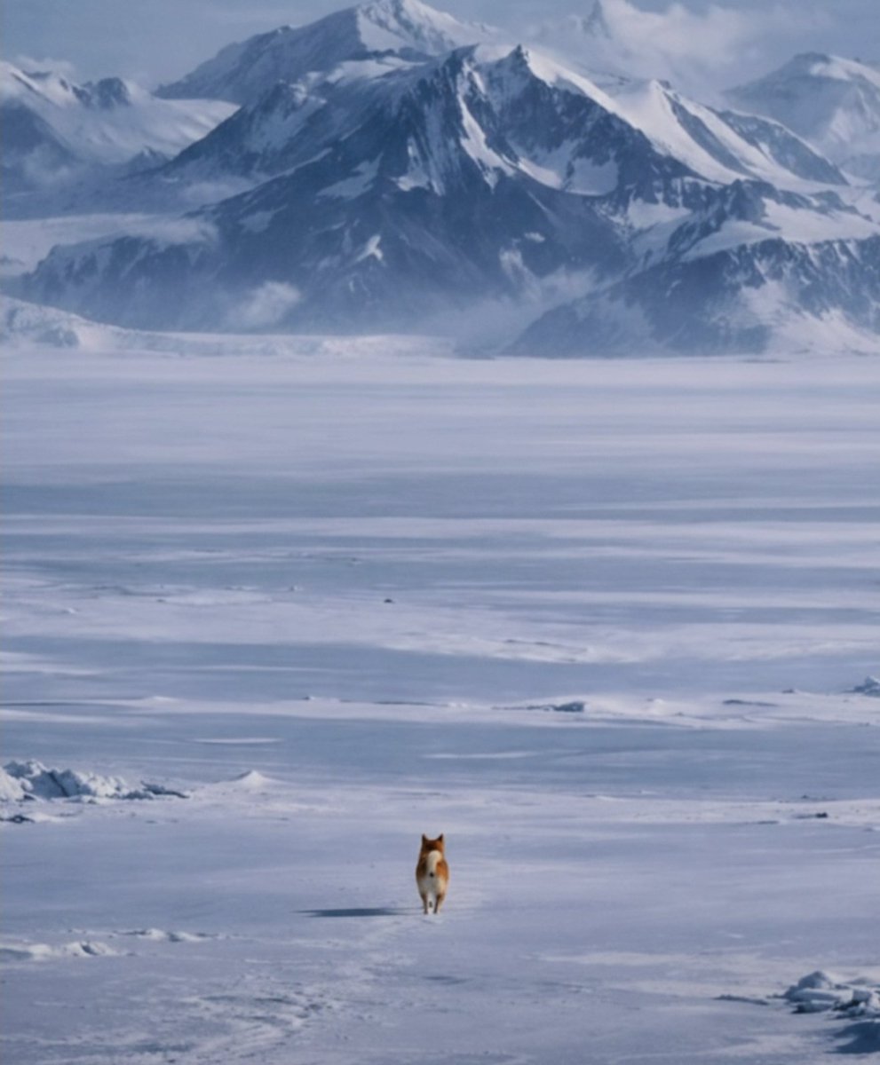 TONIC the Bonk Dog tweet media