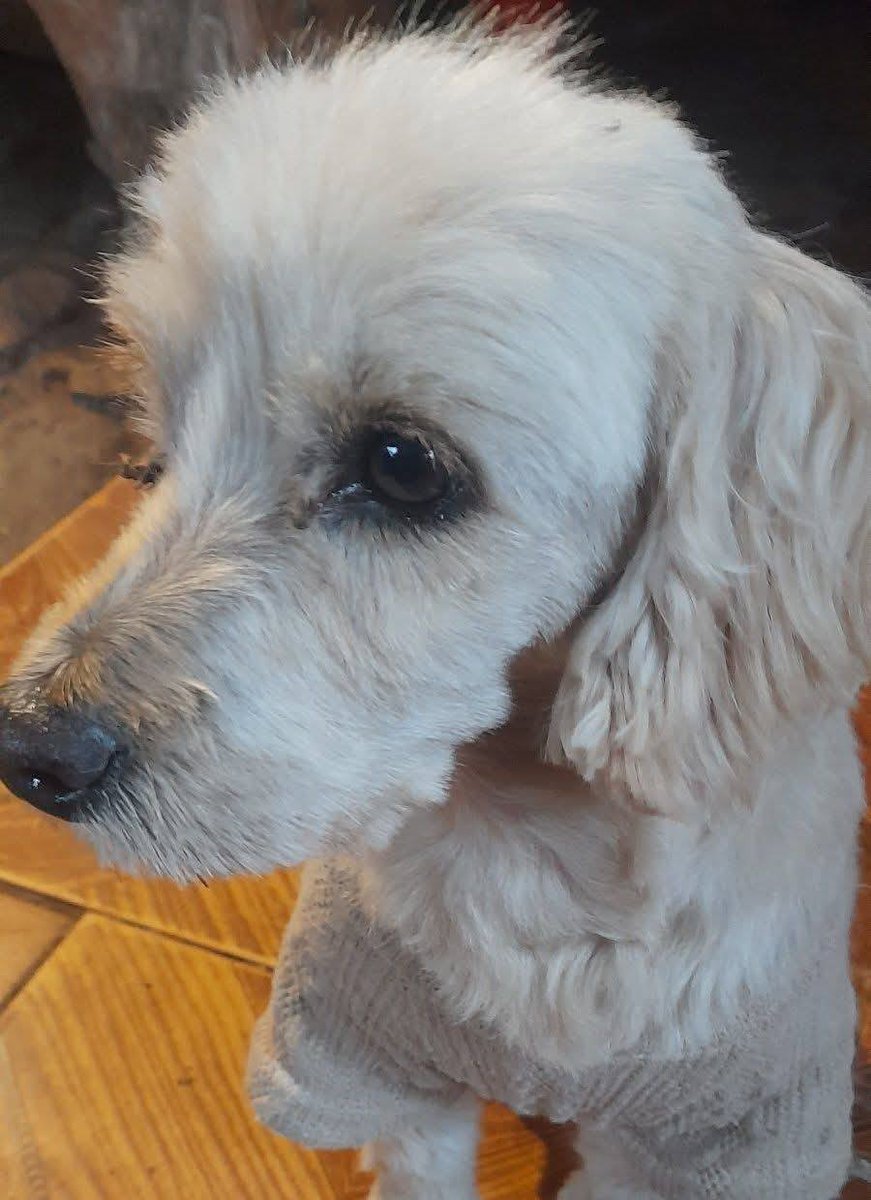 Este perrito fue encontrado anoche. Imaginan que debió haber estado escapando producto de los truenos. Por ahora se encuentra resguardado, pero no lo podrá estar por mucho tiempo. Si lo reconoces, comunícate al +56964117493. Favor RT por si su familia lo está buscando!
#Quintero