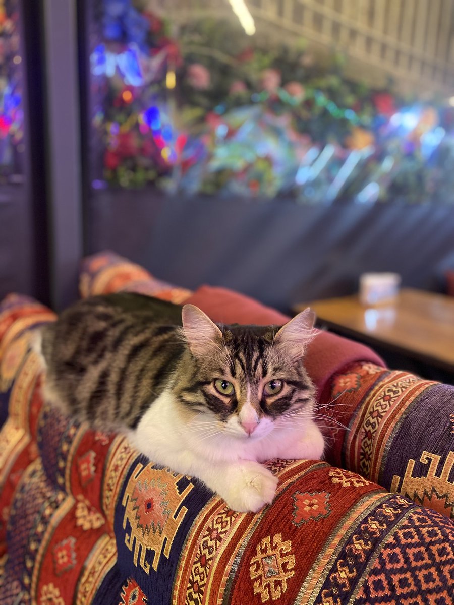 “The loves we share with a city are often secret loves.”

~ Albert Camus, Summer in Algiers

#İstanbulDiaries