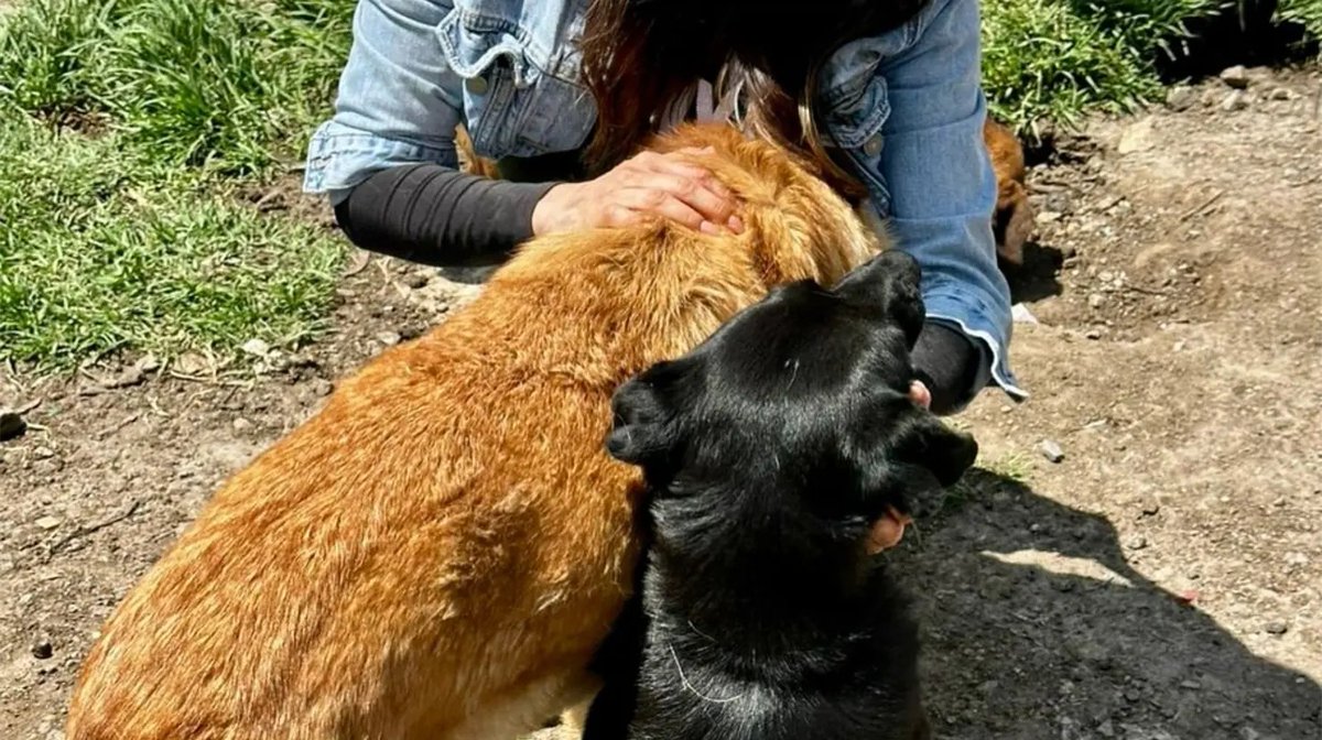 El subsecretario de Gobierno <a href="/FadlalaAkabani/">Fadlala Akabani</a> refrenda su respaldo a la Jefa de Gobierno <a href="/ClaraBrugadaM/">Clara Brugada Molina</a> y al secretario <a href="/craviotocesar/">César Cravioto</a>, en la valoración de las mesas de diálogo siempre con apego a la ley, el bienestar animal y el respeto a los procesos judiciales.

El recorrido en