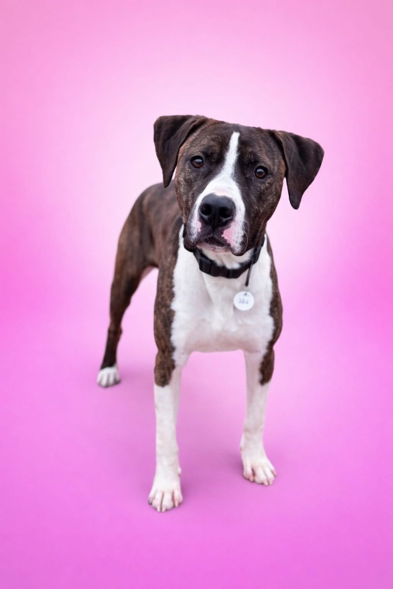 dogs_dc's tweet image. Monday, January 26, 2026

PLEASE🙏🙏🙏🙏 share for:

Prince Georges County Animal Shelter
3750 Brown Station Rd.
Upper Marlboro, MD 20774

(301) 780-7200

🚨 URGENT: RUFUS🐾🐾 MUST LEAVE BY TUESDAY, 1/27 at 7 PM 🚨
Please arrive at least 1 hour before closing to meet him!

Meet…