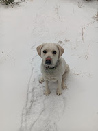 APSWellness's tweet image. Snowy run and hike with puppy this weekend❄️☃️  I did get some cross-country skiing in, but opted out of picture-taking just to enjoy nature uninterrupted by technology📵
#APSmotivation
#buildin2026