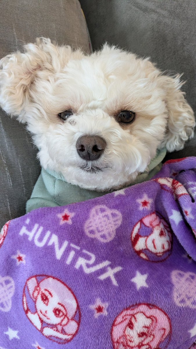 Daisy The Cavapoo tweet media