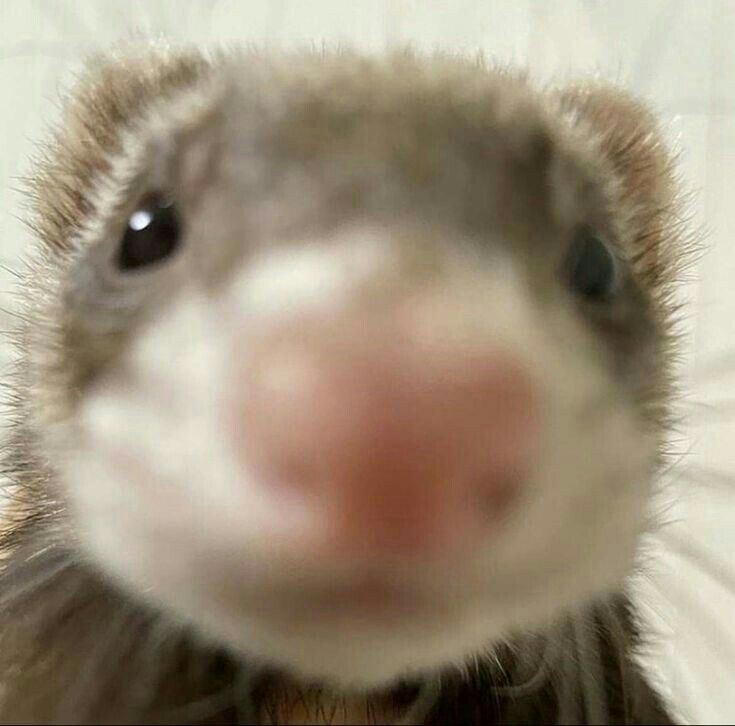 mikasaaa002's tweet photo. why are ferrets so silly and cute??? #cute #ferret #silly https://t.co/SB4j96YyvH