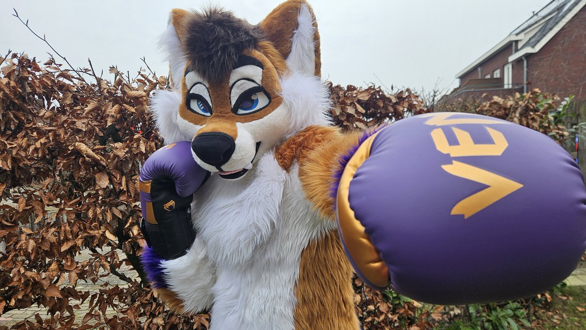 🐺I'm no weekend warrior, let's get some action! I need a vict...uhh volunteer to test my new gloves on! 🥊🥊.
#FursuitEveryday 
#furryboxing
#boxingfur