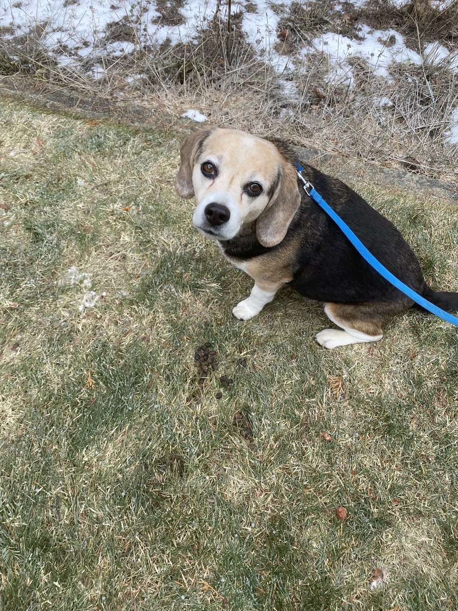 Some deer decided it was ok to drop their poop nuggets on my grass! 😤🤣🐶