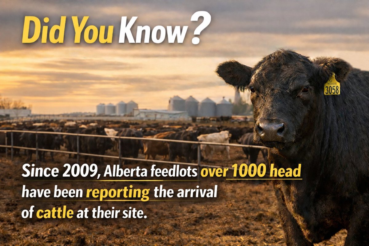 AB Cattle Feeders Association tweet media