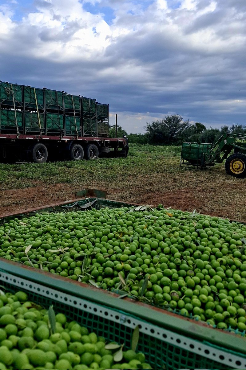 Comienzo de #cosecha de #aceituna manzanilla fina