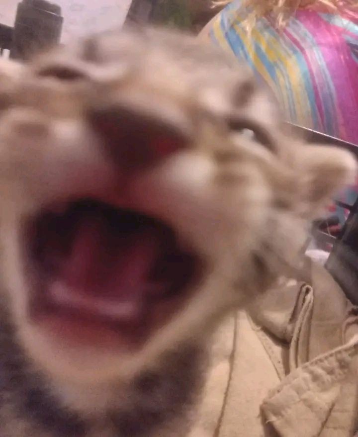 porra essa desgraçada é mto meu tipo, vsf todo mundo, que mulher linda do caralho