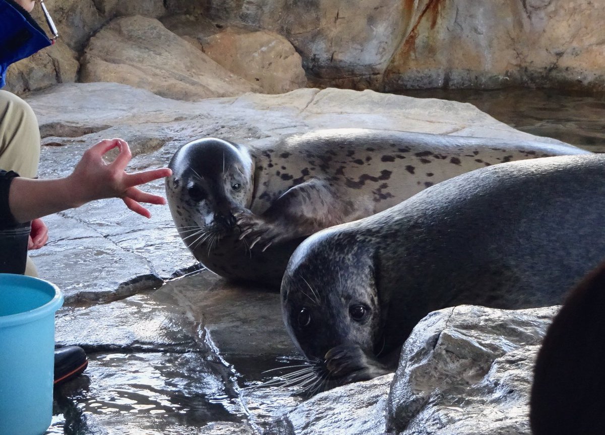 息ぴったりなさくしぶ🌸🌊

#しながわ水族館
#さくら
#しぶき
#ゴマフアザラシ
#spottedseal