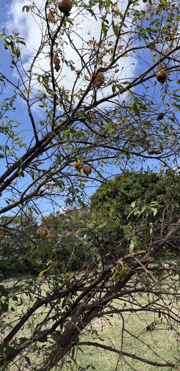 Ibrahim Adejuwon Odumboni tweet media