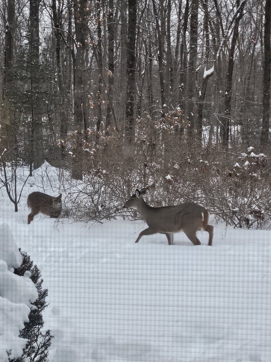 My daily visitors enjoying the fresh snow ❄️.