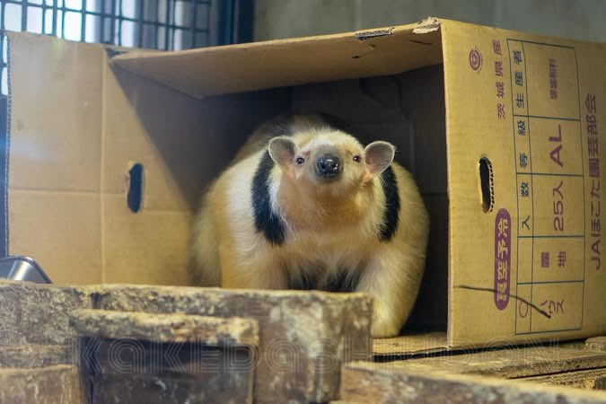 見たくもない炎上がおすすめされてくる貴方のおすすめTLに、正面から見たミナミコアリクイをお届けしたい

📷20251129 #伊豆シャボテン動物公園 #ミナミコアリクイ