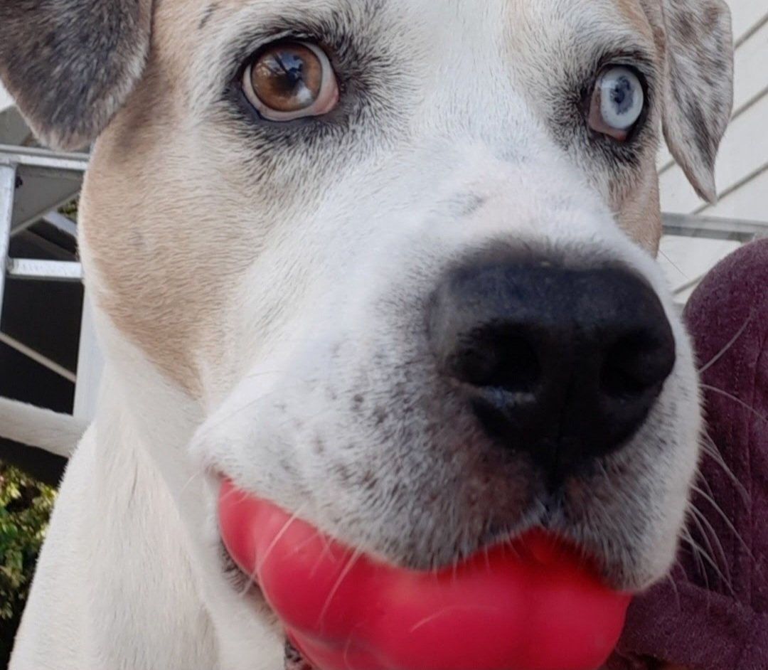 Oakley & Angel Tank🌈💕🐾 tweet media