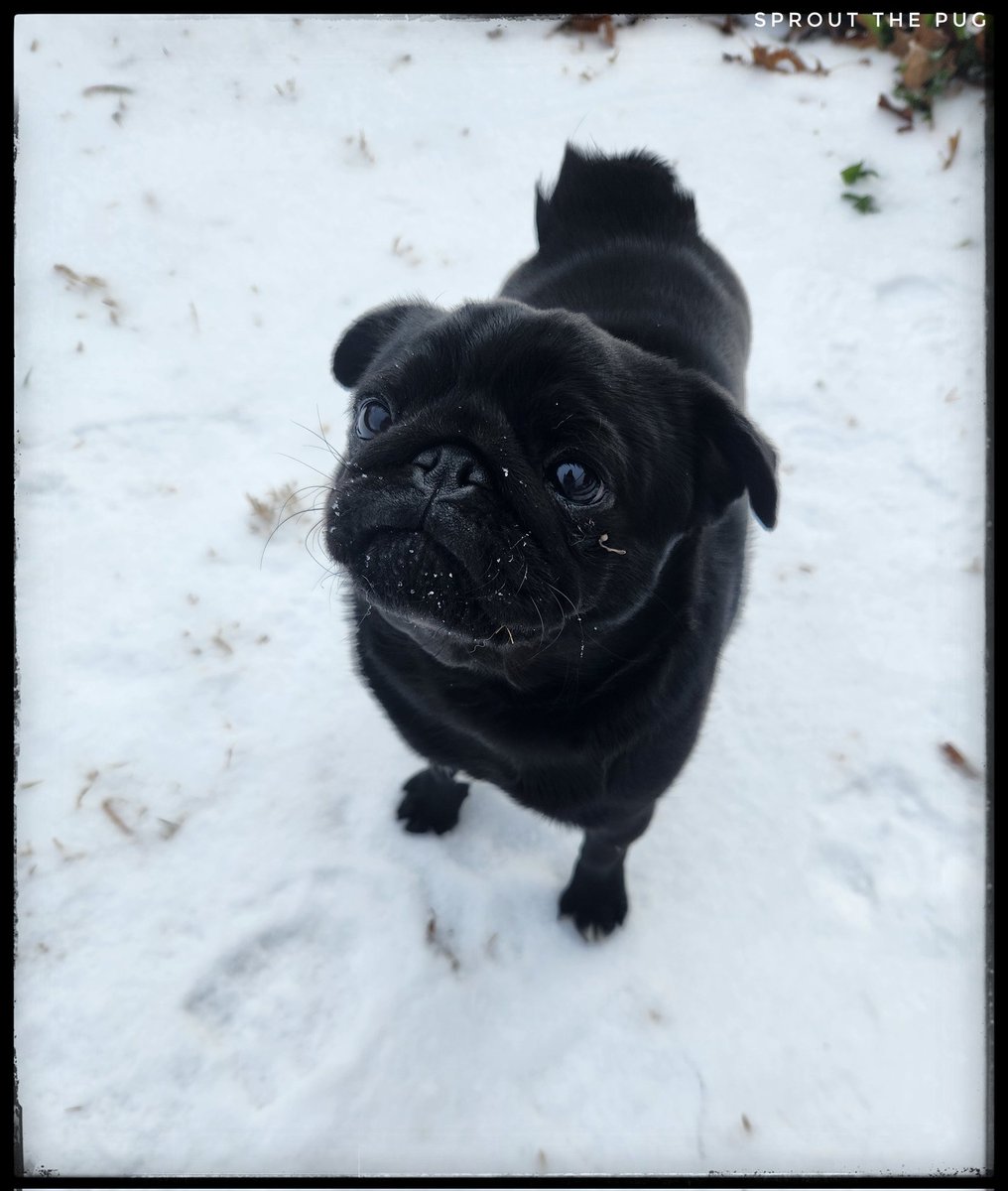 Sprout The Pug tweet media