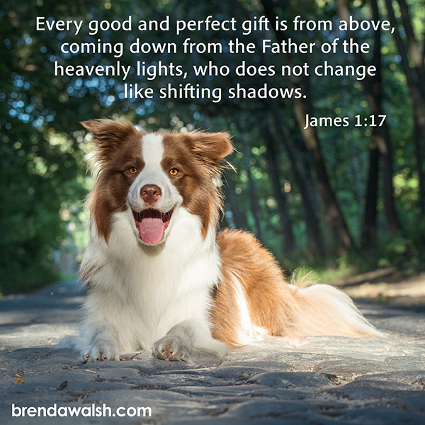 brendakwalsh's tweet photo. Today's Daily Scripture Picture: From Above
James 1:17 – “Every good and perfect gift is from above, coming down from the Father of the heavenly lights, who does not change like shifting shadows.”
#scripture #verse #verseoftheday #bibletext #bibleverse #biblestudy #gifts #bless https://t.co/T3wwuQFI6h