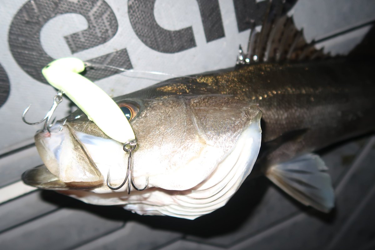 GONZO＠（hayaken) (@GONZOUDAIWA) / Posts / X