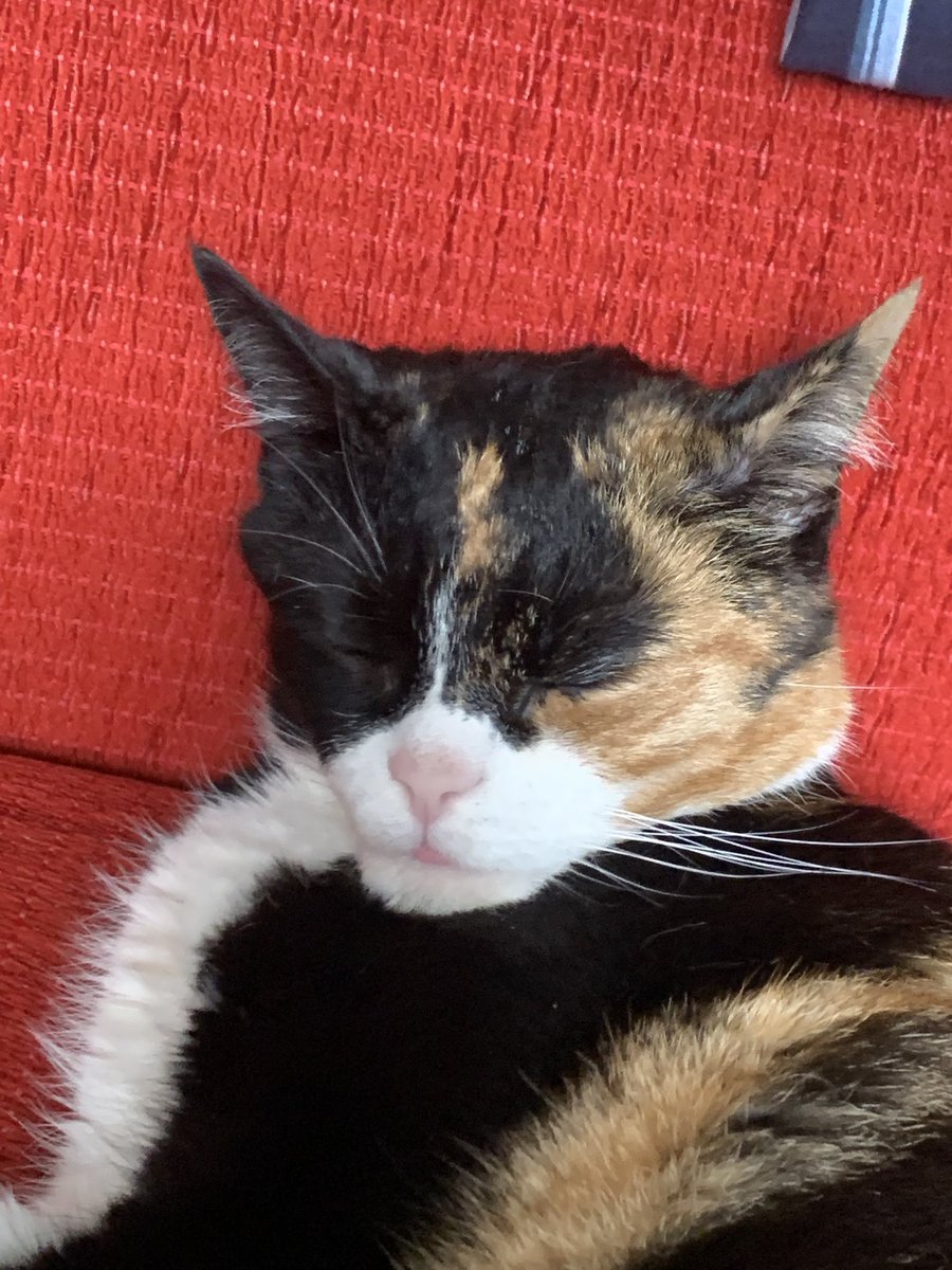 minky goblin tweet media